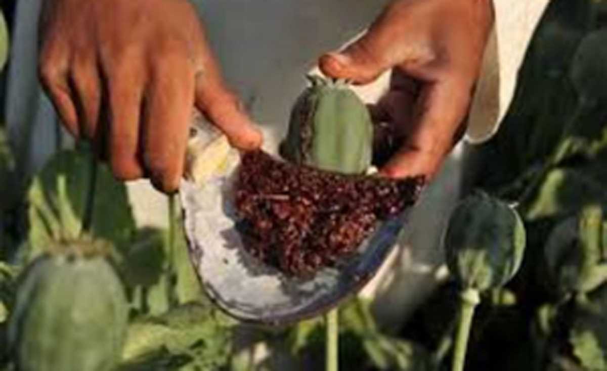 दो लाख किलो से अधिक अवैध मादक पदार्थ जब्त, यूपी सरकार का दावा